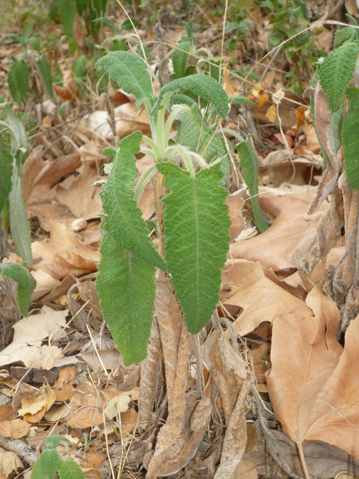 High Resolution Salvia spathacea Leaf
